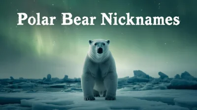 Polar Bear Nicknames